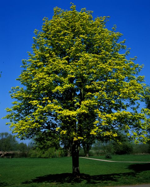 This is a Sycamore.  Yup, a tree.